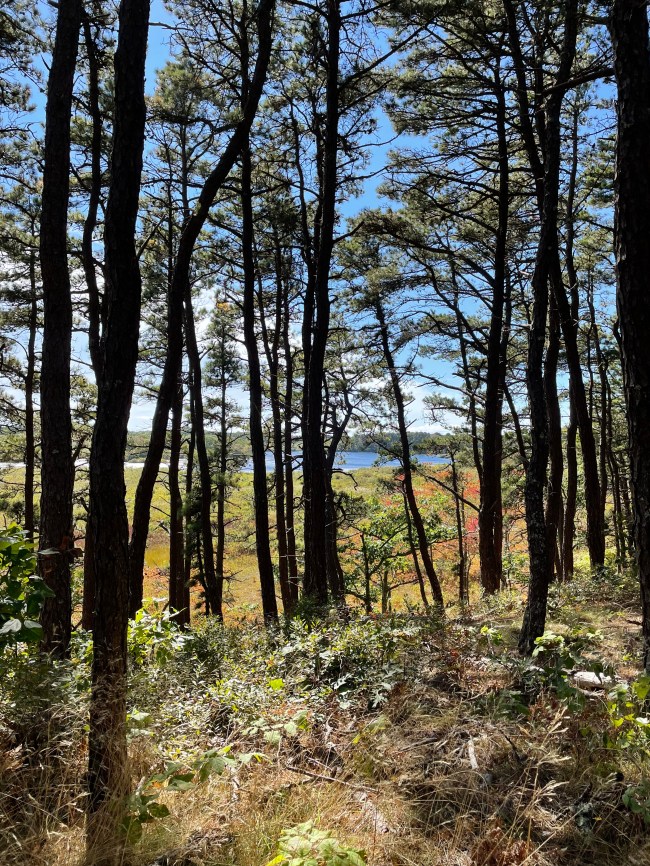perspective – Field Guide: Walking & Painting on Cape Cod