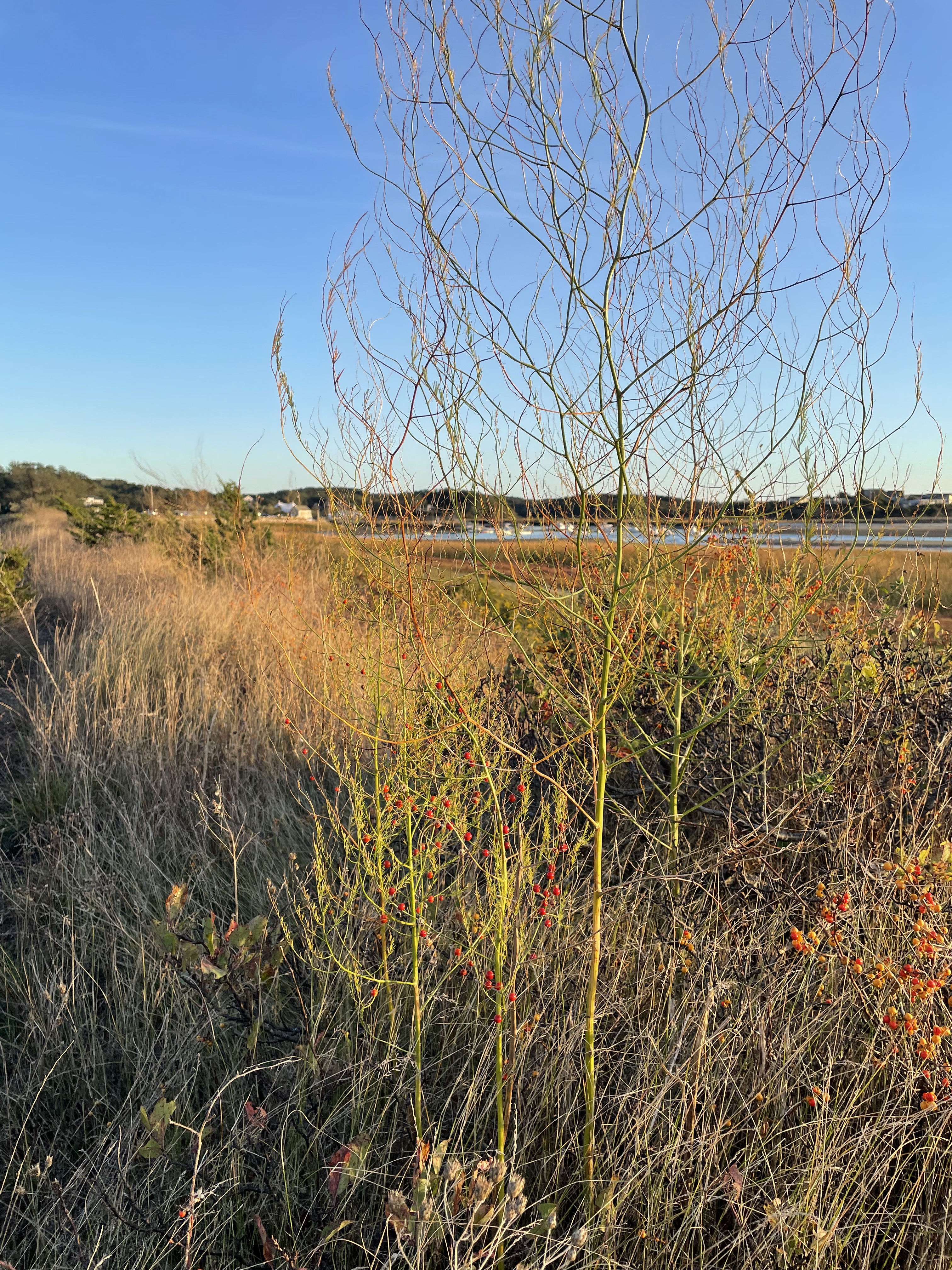 asparagus growing near the Pamet River marsh
