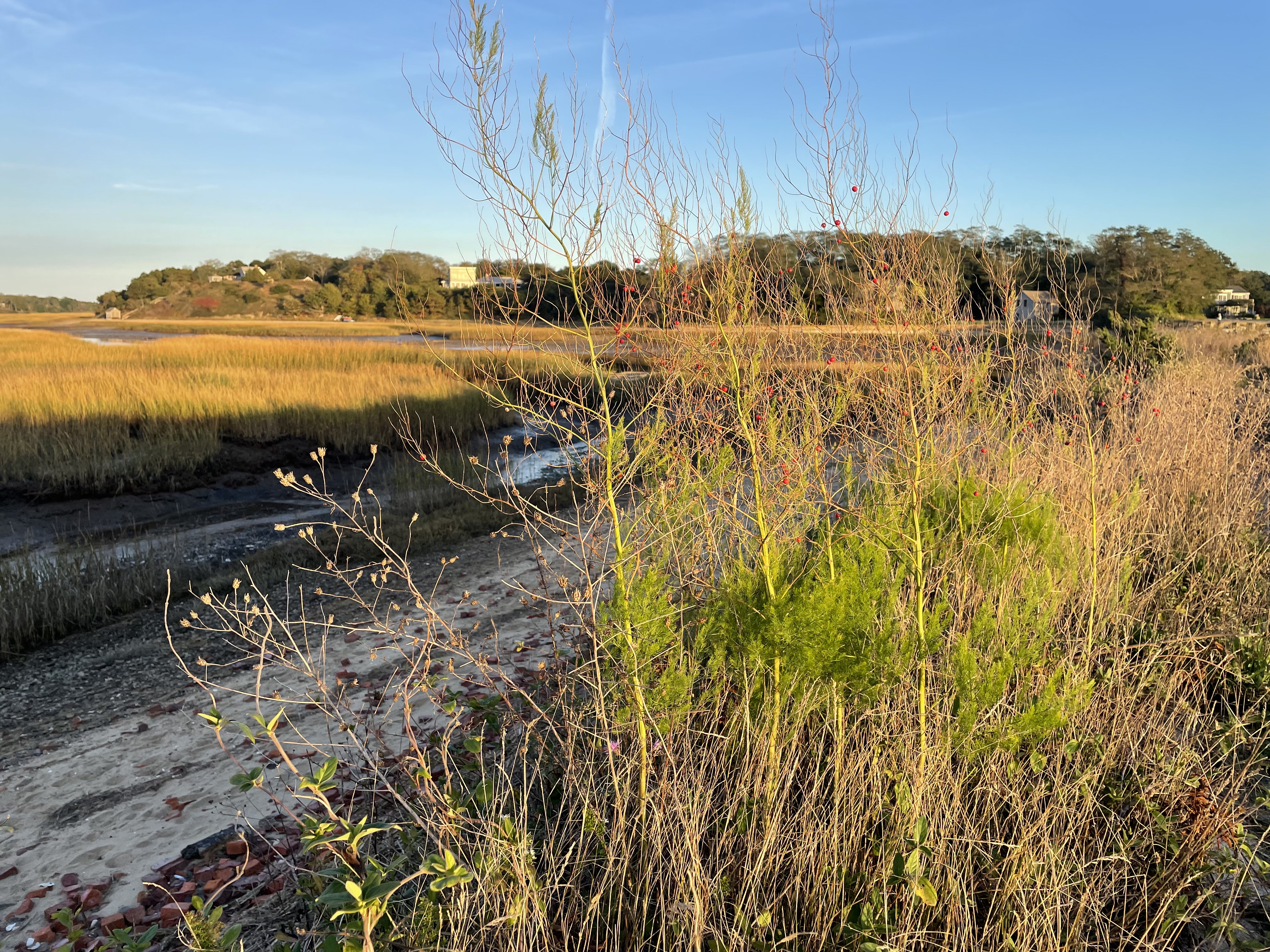 Asparagus growing along train bed near Pamet River